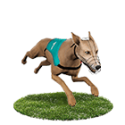 HOYA娛樂APP娛樂城白金賽狗 HOYA娛樂APP娛樂城白金賽狗